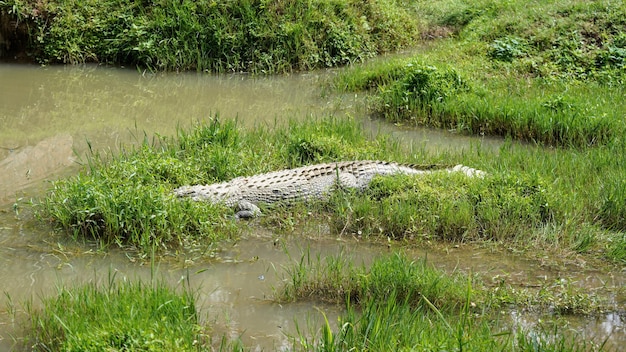 Il sole splende sul coccodrillo del Nilo - Crocodylus niloticus - che riposa in acque basse e fangose, nascosto nell'erba, visibile solo sul retro.