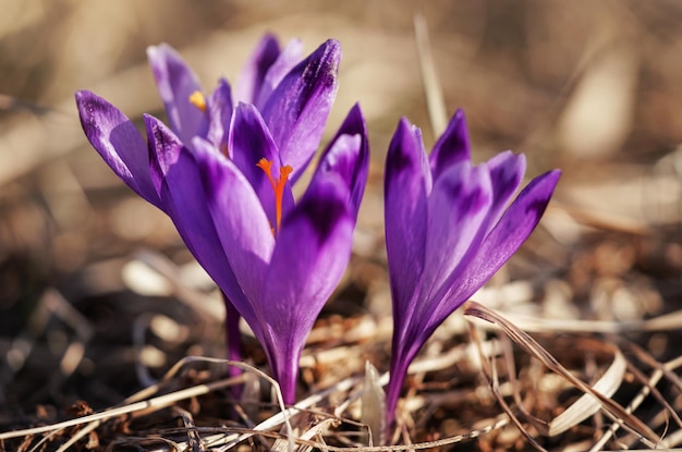 Il sole splende sul fiore dell'iride viola e gialla selvatica (Crocus heuffelianus scolorire).