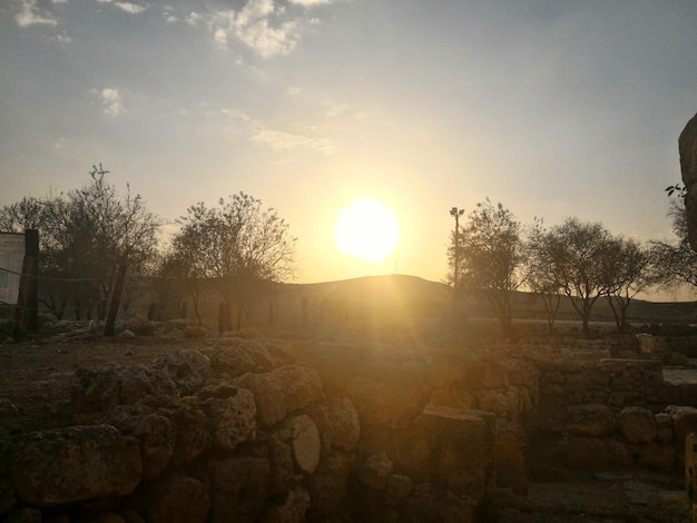 Il sole splende tra gli alberi