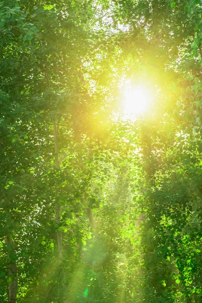 Il sole splendente gioca con i raggi attraverso il fogliame verde succoso sfondo estivo astratto verde