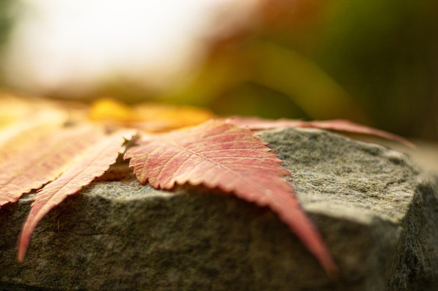 il sommacco rosso dello staghorn lascia in autunno sulla pietra