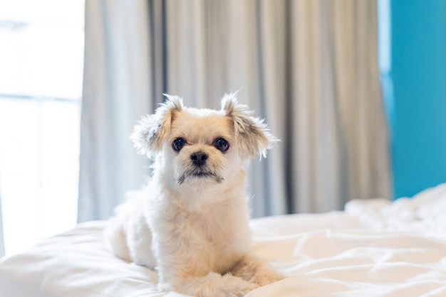 Il sonno del cane giace sul letto nella camera da letto di casa o in albergo
