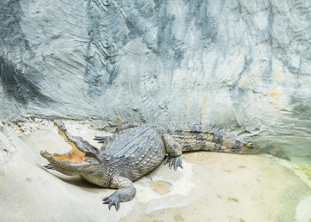 Il sonno del coccodrillo del primo piano nello stagno dell&#39;alligatore allo zoo ha strutturato il fondo