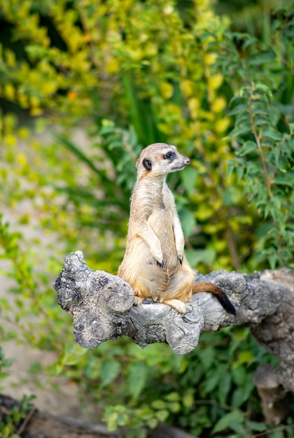 Il suricato è una specie di mammiferi della famiglia delle manguste