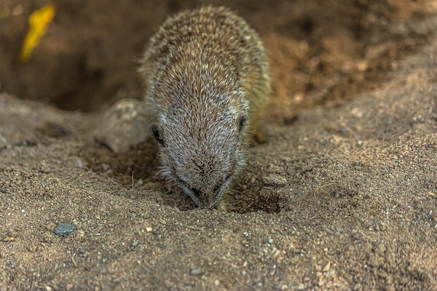 Il suricato scava una buca nella sabbia