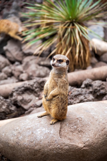 Il suricato Suricata suricatta o suricate è una piccola mangusta che si trova nell'Africa meridionale