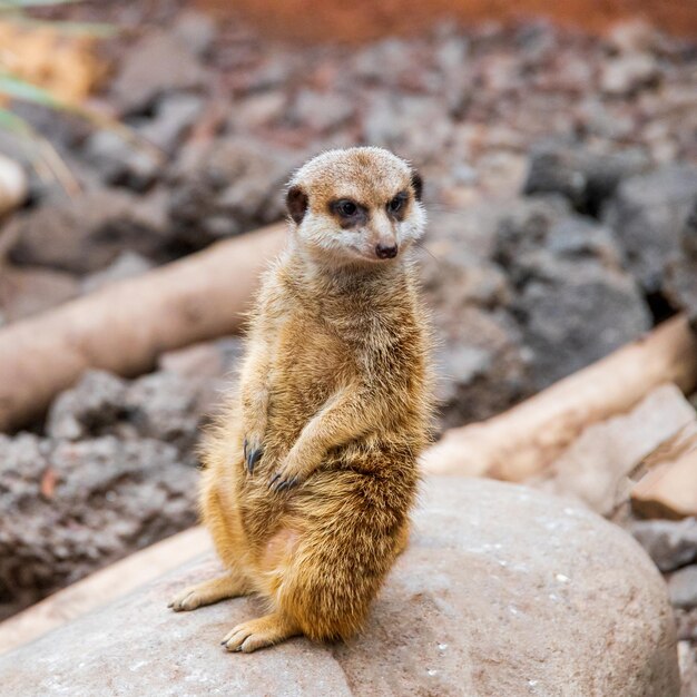 Il suricato Suricata suricatta o suricate è una piccola mangusta che si trova nell'Africa meridionale