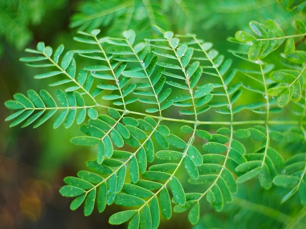 Il tamarindo lascia il fondo della natura