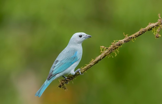 Il tanager bluegray è un uccello cantore sudamericano di medie dimensioni della famiglia dei tanager Thraupidae