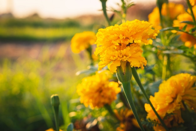 Il tavolo di calendule e il sole della sera