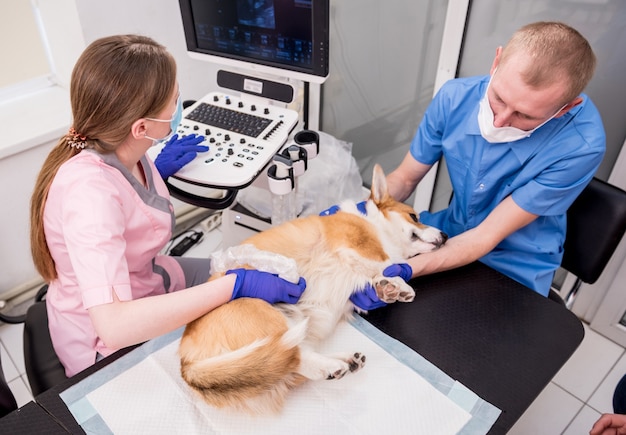 Il team veterinario esamina il cane corgi usando gli ultrasuoni