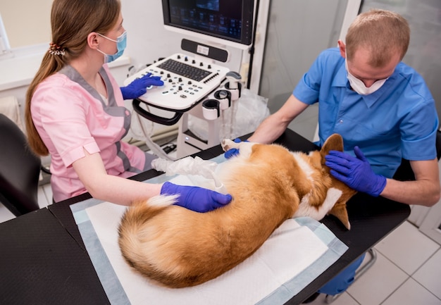 Il team veterinario esamina il cane corgi usando gli ultrasuoni