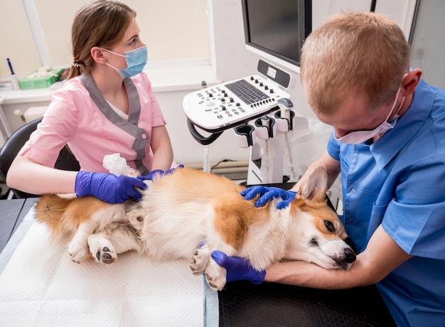 Il team veterinario esamina il cane corgi usando gli ultrasuoni