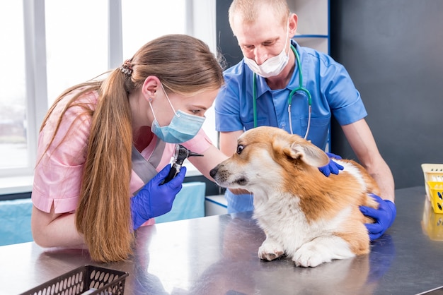 Il team veterinario esamina le orecchie di un cane corgi malato