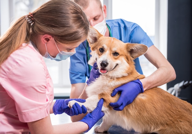 Il team veterinario esamina le zampe di un cane corgi malato