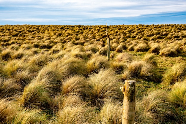 Il terreno battuto dal vento a Slope Point, il punto più meridionale della Nuova Zelanda, dove sembra sopravvivere solo l'erba dei ciottoli