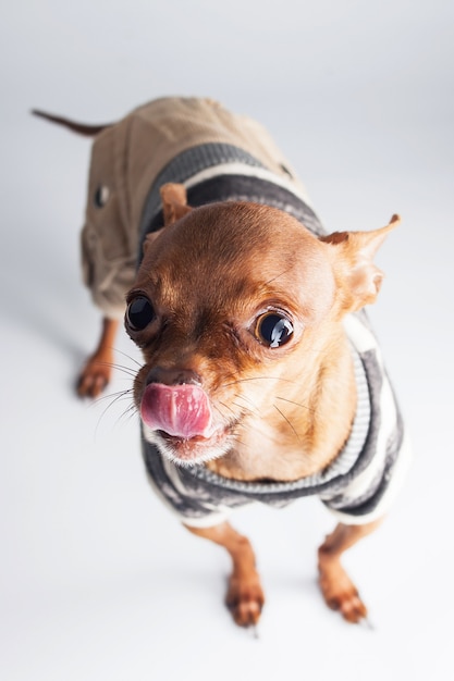 Il terrier di giocattolo