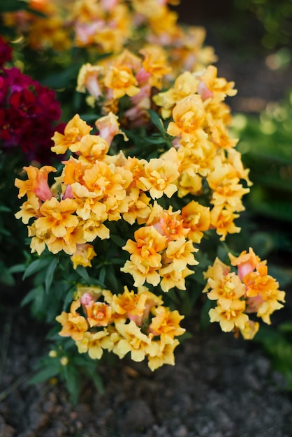 Il terry giallo arancio Antirrhinum cresce in giardino in estate