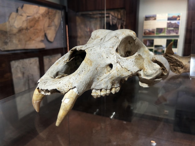 Il teschio di un antico animale predatore nel museo su una mensola di vetro