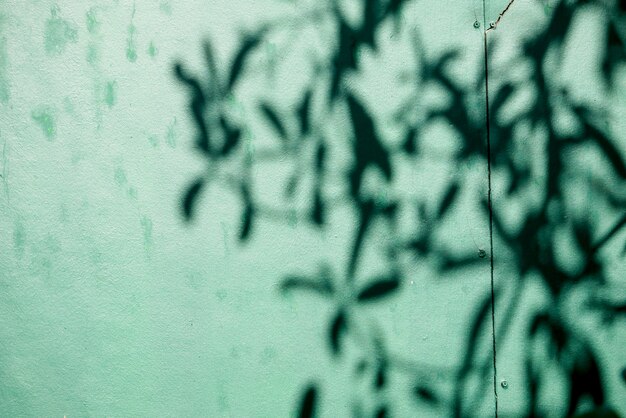 Il textuer astratto della priorità bassa delle ombre frondeggia su un muro di cemento
