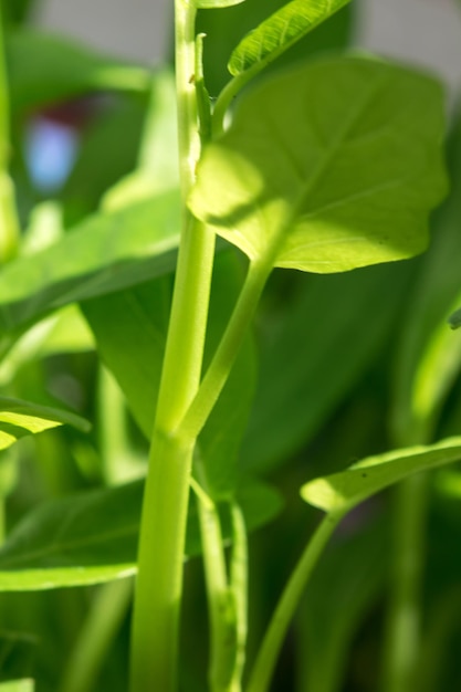 Il Thai Water Convolvulus, un colore verde chiaro in crescita con un alto valore nutritivo, è comunemente usato per cucinare e mangiare.