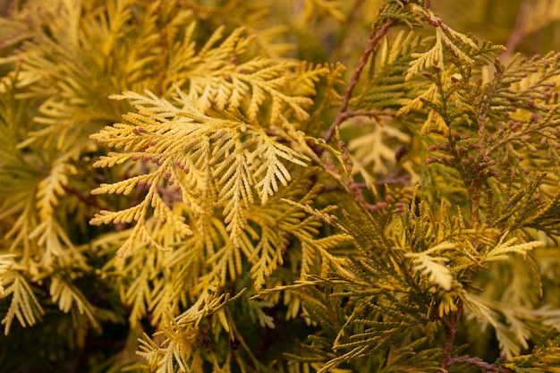 Il thuja dorato coltiva il fuoco selettivo macro dell'arbusto di Thuja lascia uno sfondo o una trama a foglia dorata naturale