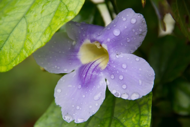 Il thunbergia blu grandiflora fiorisce in primavera