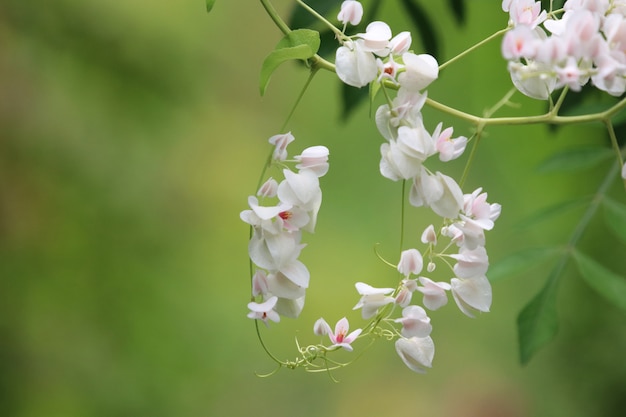 Il tiiny messicano bianco del viiny fiorisce bello nel colore morbido del petalo della natura