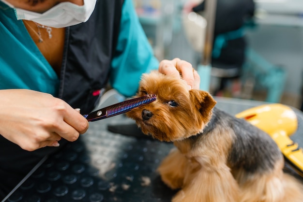 Il toelettatore femminile con le forbici taglia i capelli del simpatico cane