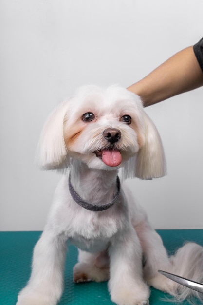 Il toelettatore professionista si prende cura del cagnolino maltese nel salone di bellezza per animali.