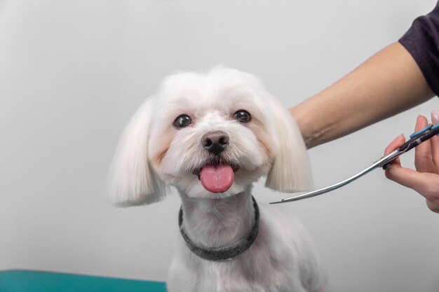 Il toelettatore professionista si prende cura del cagnolino maltese nel salone di bellezza per animali.