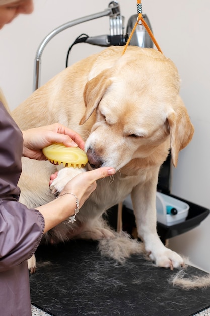 Il toelettatore spazzola i capelli del cane.