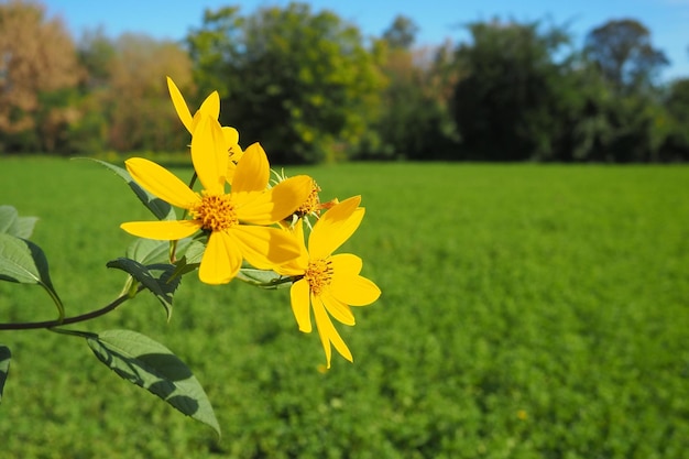 Il topinambur o girasole tuberoso o pera macinata Helianthus tuberosus è una specie di