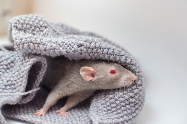 Il topo decorativo grigio Cornysh con gli occhi rossi si siede in un maglione grigio lavorato a maglia