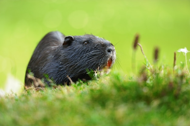 Il topo muschiato (Ondatra zibethicus)