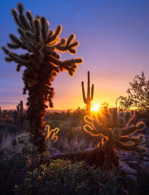 Il tramonto illumina il cactus cholla con la silhouette del cactus saguaro