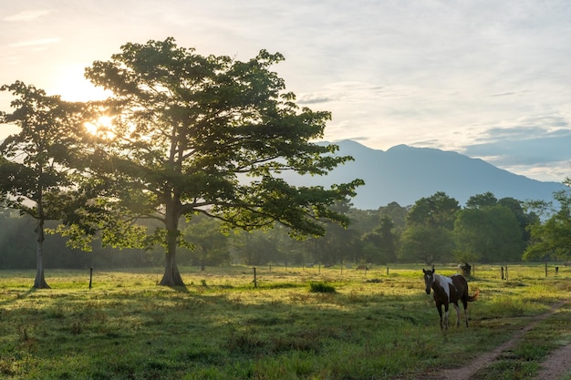 Il tramonto nella campagna colombiana