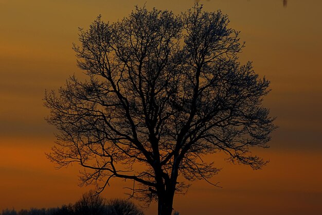 Il tramonto nella foresta invernale