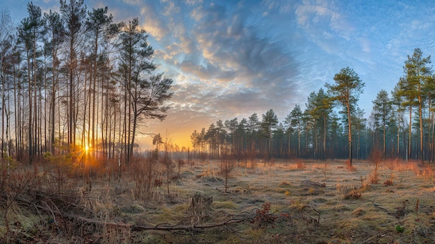 Il tramonto nella foresta Panorama della foresta