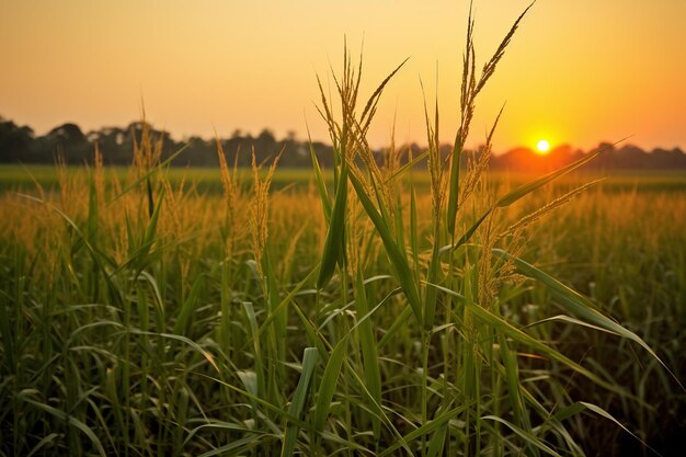 Il tramonto su un campo di riso