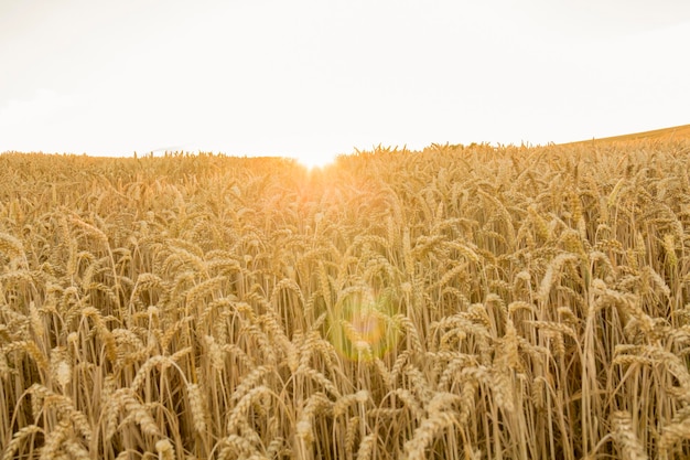 Il tramonto sul campo con le colture di cereali Il momento della raccolta del grano