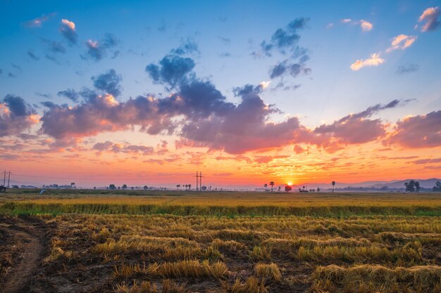 Il tramonto sul campo di riso