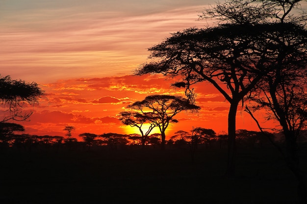 Il tramonto sulla savana, Africa. Il sole tra i rami di un'acacia.