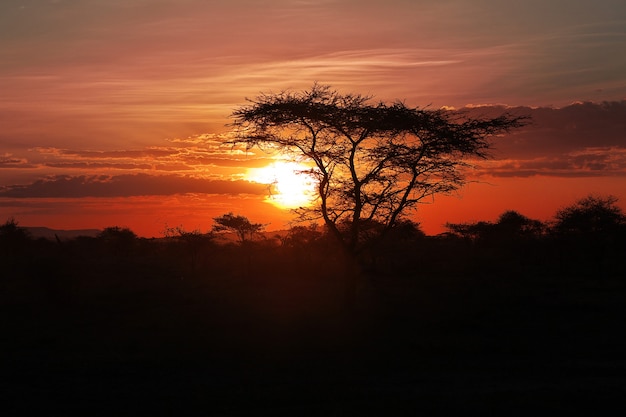 Il tramonto sulla savana, Africa. Il sole tra i rami di un'acacia.