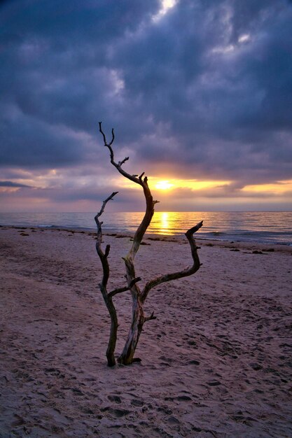 Il tramonto sulla spiaggia del Mar Baltico L'arbusto dell'albero dell'amore nella sabbia sulla spiaggia occidentale