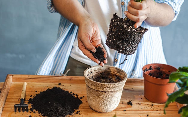 Il trapianto di una pianta d'appartamento o di un fiore in un nuovo vaso di fiori fotografa le mani che tengono i vasi