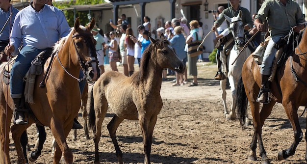 Il trasferimento di cavalle è un evento di bestiame a El Rocio Huelva In spagnolo chiamato Saca De Yeguas