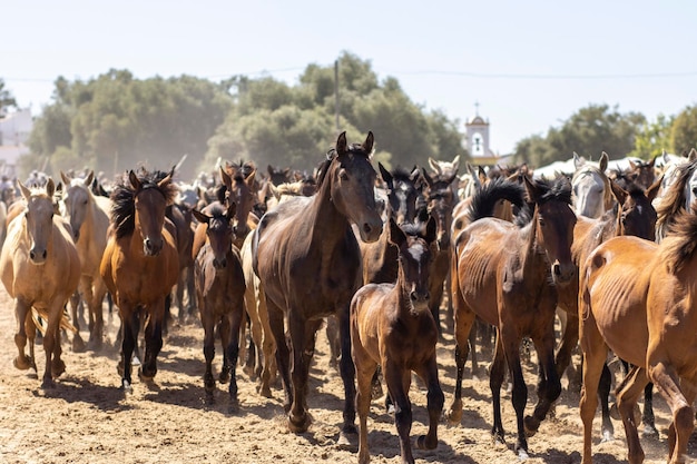 Il trasferimento di cavalle è un evento di bestiame a El Rocio Huelva In spagnolo chiamato Saca De Yeguas