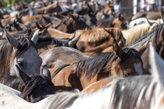 Il trasferimento di cavalle è un evento di bestiame a El Rocio Huelva Spagna In spagnolo chiamato Saca de Yeguas