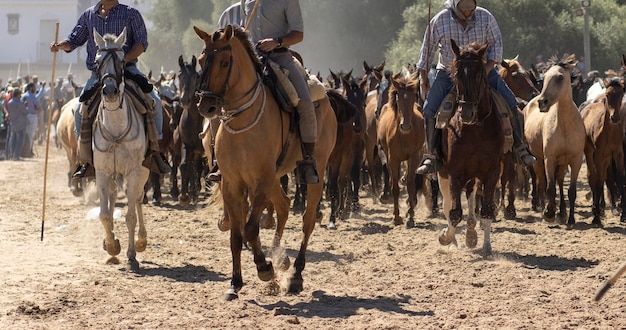 Il trasferimento di cavalle è un evento di bestiame a El Rocio Huelva Spagna In spagnolo chiamato Saca de Yeguas